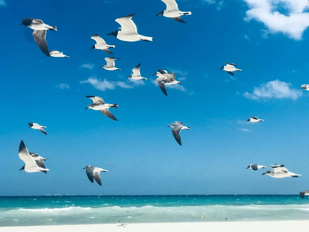 Villa Bella 3Br Wifi Bikes Beach Access (Adults Only) Playa del Carmen Mexiko